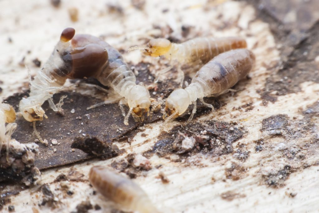 3-termite-facts-1024x685