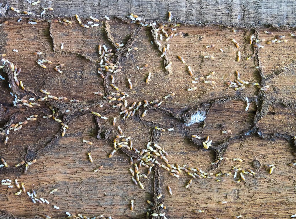winter-termites-1024x756
