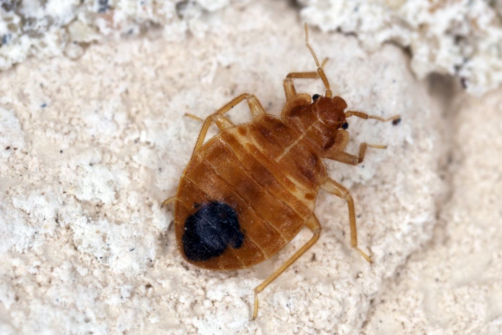 How to Prevent Bed Bugs from Coming Home with You - Houseman Services