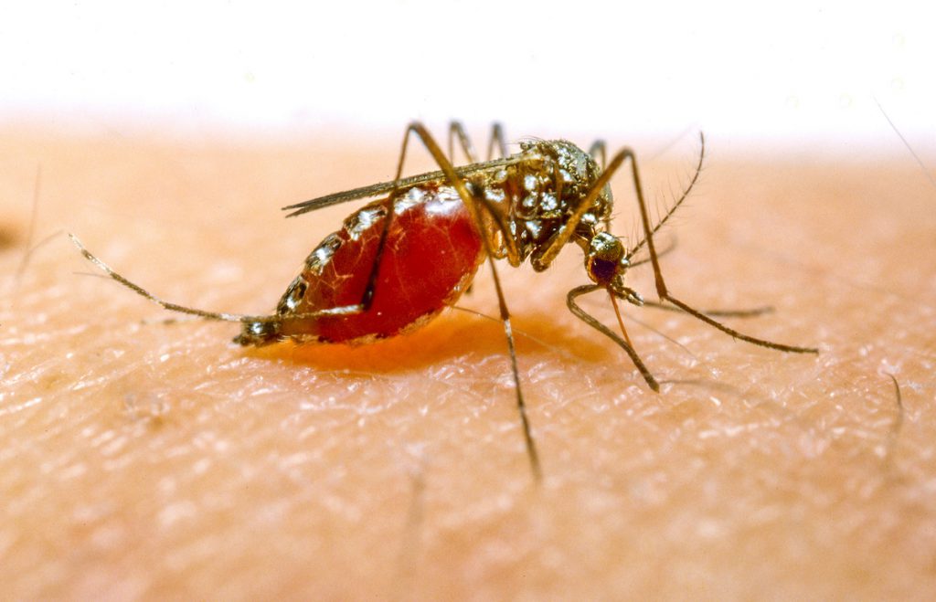 mosquito-filled-with-blood-on-human-skin-1024x659