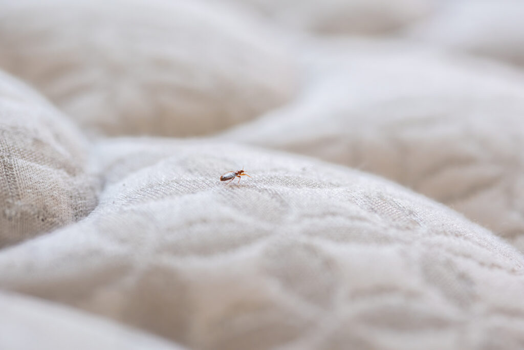 jas inleveren schuifelen How to Prevent Bed Bugs from Coming Home with You - Houseman Services