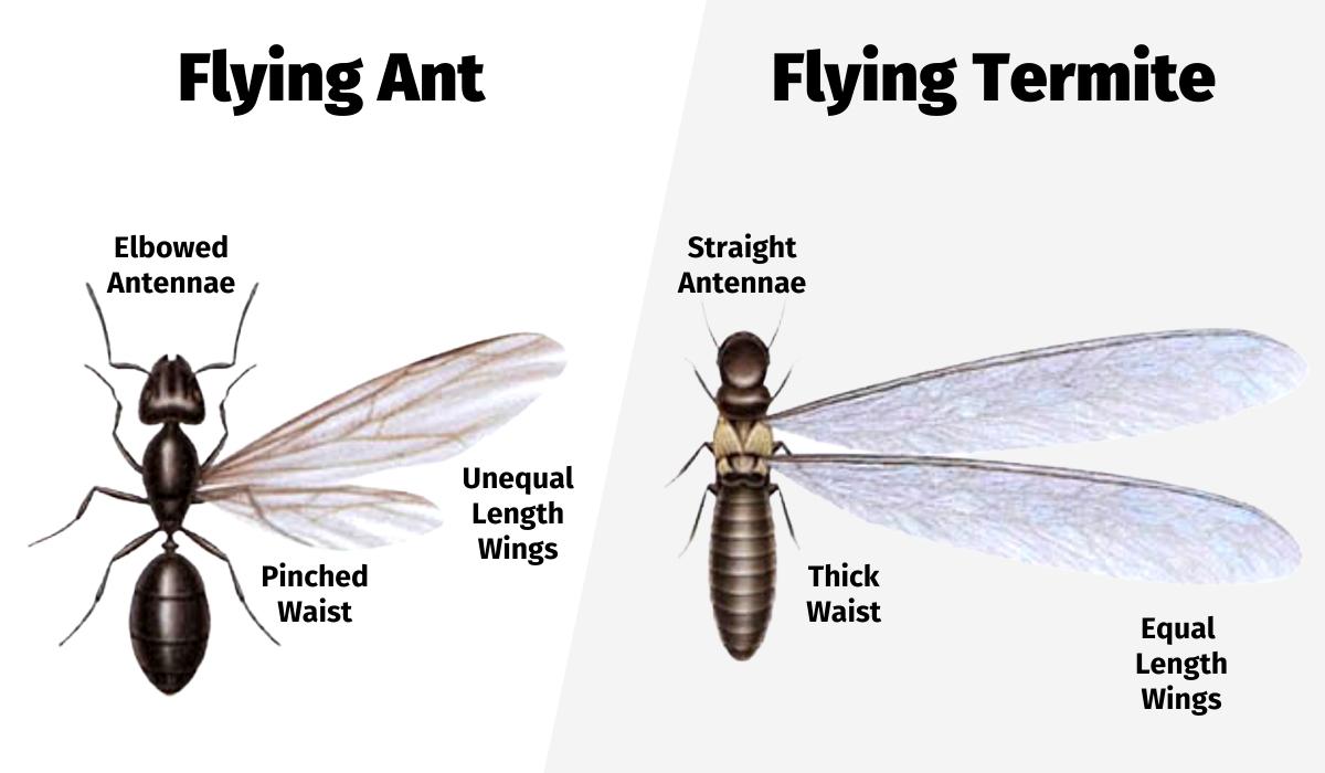 Houseman Flying Ant or Flying Termite